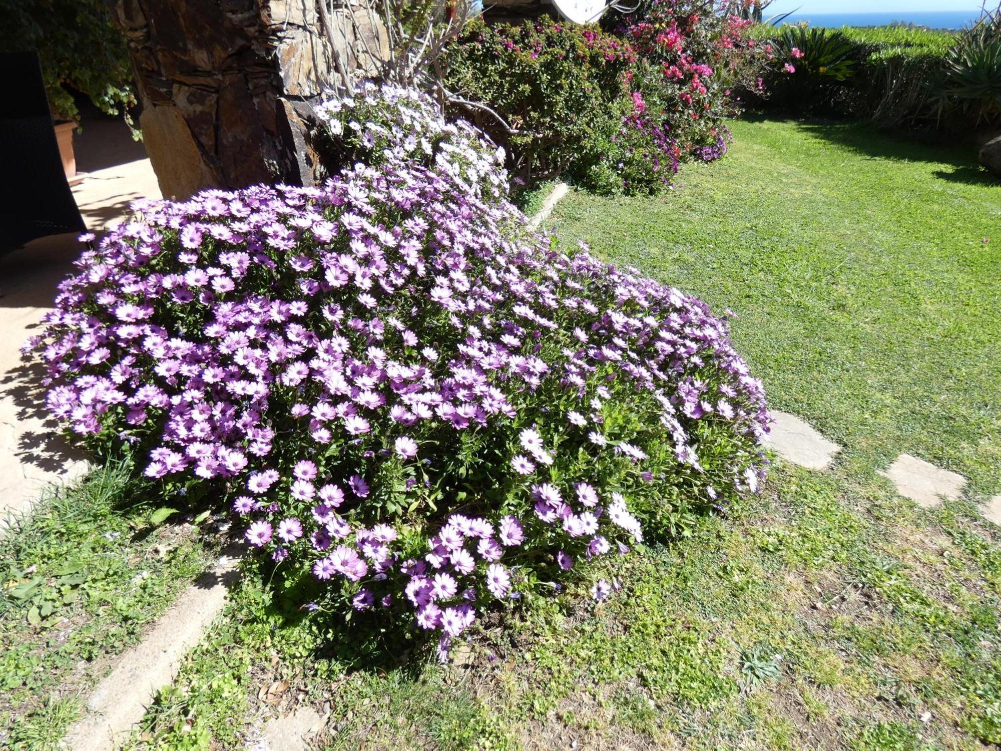 Comino Alto Agriturismo E Appartamenti Siniscola Exterior foto